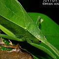 Mastigaphoides haffneri (Snub-nosed Katydid)<br />Canon EOS KDX + EF-S60 F2.8 